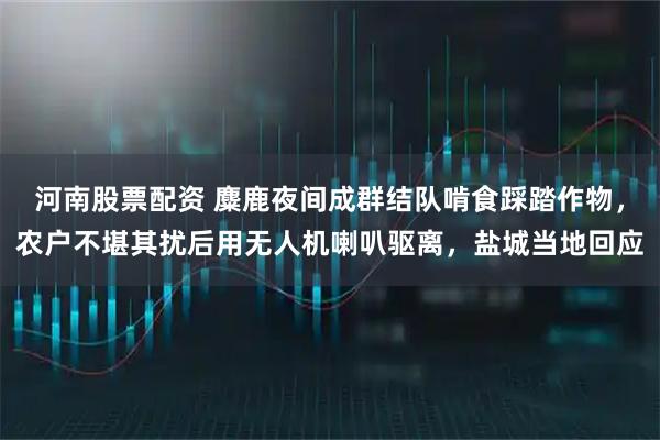 河南股票配资 麋鹿夜间成群结队啃食踩踏作物，农户不堪其扰后用无人机喇叭驱离，盐城当地回应